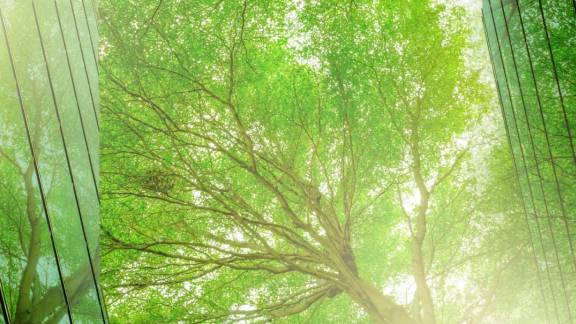 Green trees decarbonisation