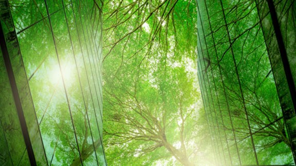 Sunlight through trees